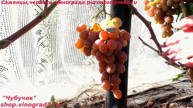 Виноград ЗОРЯНА в сравнении с СЕНАТОРОМ и ПАЛЬМИРОЙ (Пузенко Наталья Лариасовна) смотреть онлайн