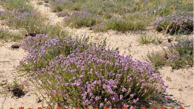 Степь и человек смотреть онлайн