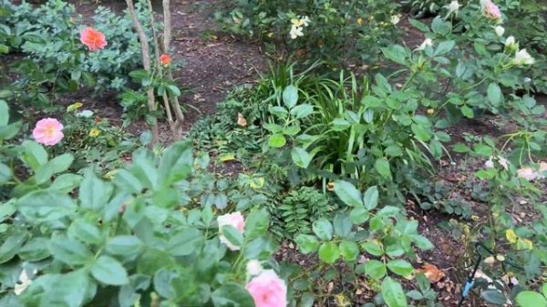 🌹 Pompon Veranda Rose | Kordes | Butterflies on Ornamental Allium / Pompon Flower Circus/ Pashmina