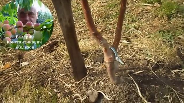 1. Видеоуроки В. Железова №1. "Посадка в лесу и в саду. Подвои - подарок от Бога" часть 1. смотреть онлайн