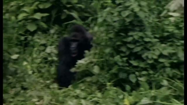 ГИГАНТСКАЯ ГОРИЛЛА В ДЕЛЕ! Грозная обезьяна, которую боятся даже Львы.. смотреть онлайн