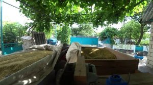 Веялка для зерна СВОИМИ РУКАМИ  в ДЕЛЕ. чистим ячмень