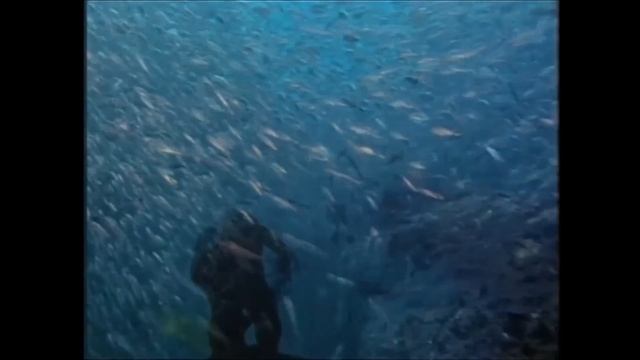 Калипсо Кусто