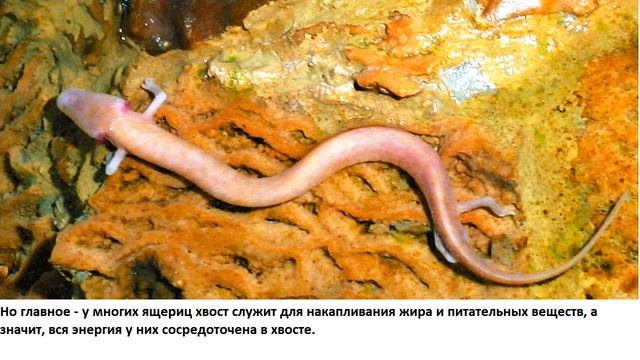Почему ящерица не дорожит своим хвостом? смотреть онлайн