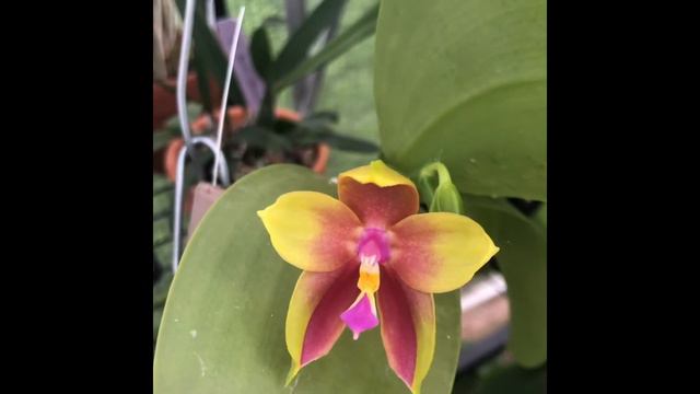 Spotlight//Gold Grape x Happy Eagle Fragrant Phalaenopsis смотреть онлайн