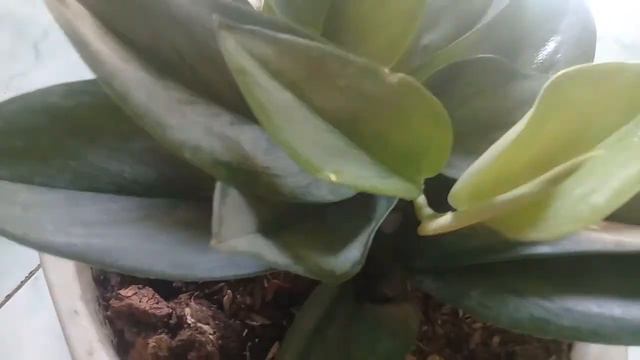 Cây trầu bà philodendron moonlight смотреть онлайн