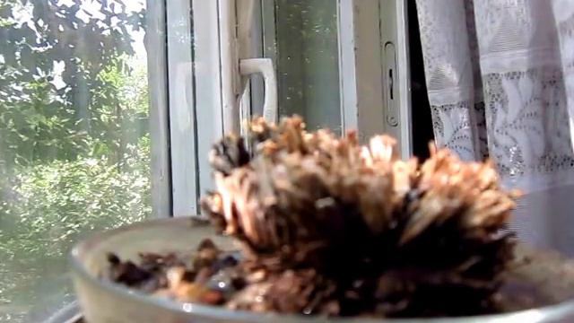 "иерехонская роза" смотреть онлайн