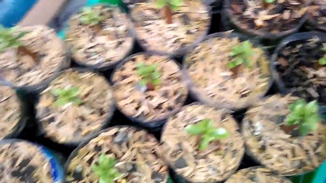 Adenium minisize brokoli plastic смотреть онлайн