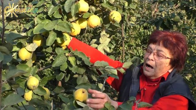 Айва. Ароматна, невибаглива, урожайна ?? смотреть онлайн
