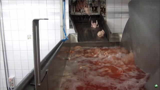 Improve Your Chicken Quality with Pre-Chilling Machines смотреть онлайн