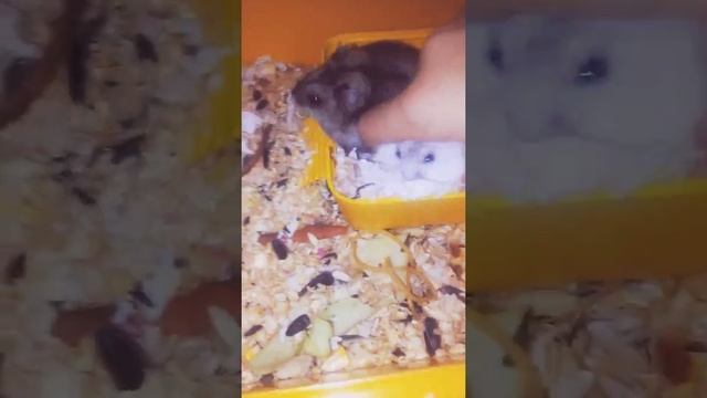 Как разлечить пол хомяка смотреть онлайн