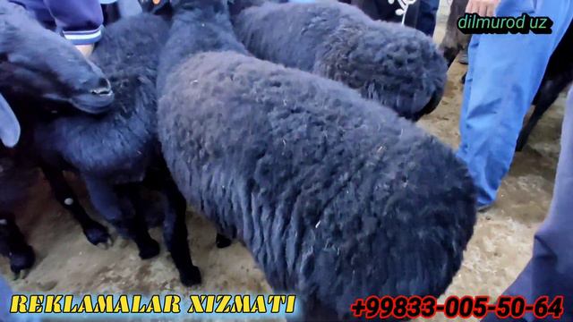 KATTAQURGON. QUY BOZOR NARXLARI каттакургон куй бозори