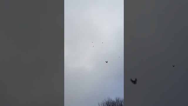 Николаевские голуби. г. Донецк РФ. Строителев Олег Петрович 8-928-157-47-05 часть 1 смотреть онлайн