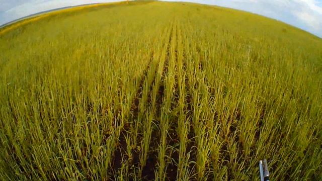 ловля окуня на поплавочную удочку смотреть онлайн