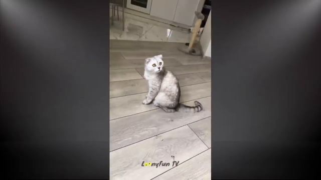 CoMpiLaTiOn dE ChAtS eT ChAtOns DrOLeS 2022🐾🤪 смотреть онлайн