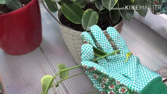 Болмо гулу | Стефанотис ( Мадагаскарский Жасмин ) уй шартында остуруу смотреть онлайн