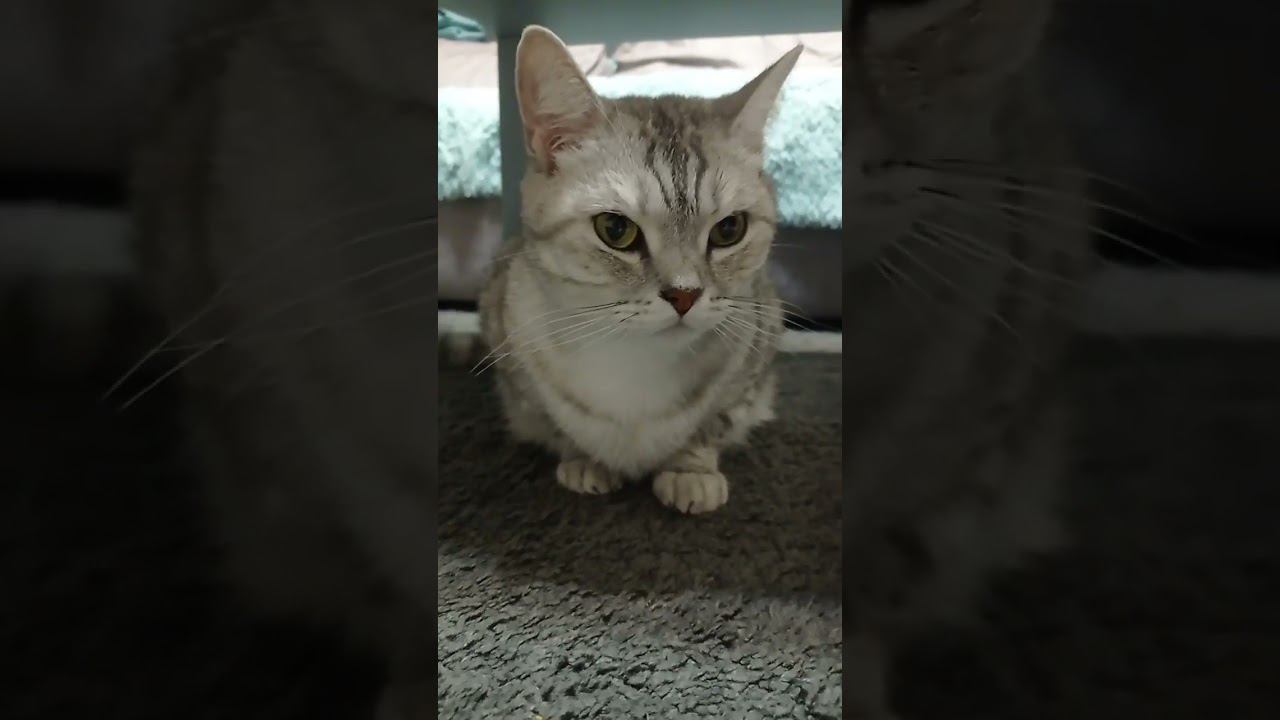 Дымка милашка ^w^ #Shorts смотреть онлайн