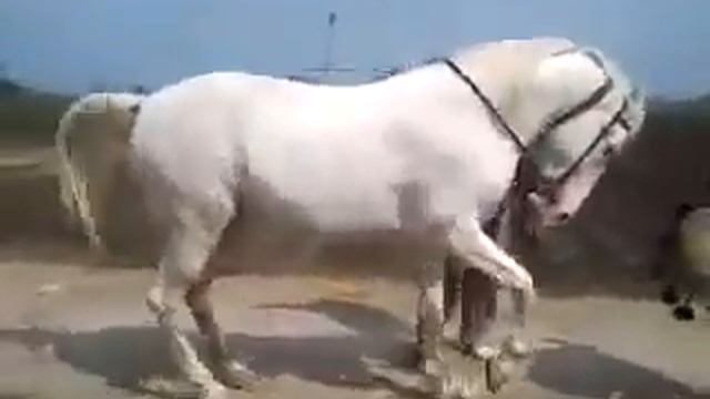 Танцующий конь!!!& Танец под музыку!!! смотреть онлайн