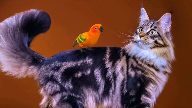 Примеры применения эффектов в программе DP Animation Maker смотреть онлайн