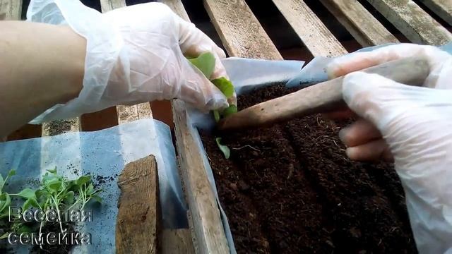 Как пикировать рассаду ПРОСТОЙ ВАРИАНТ