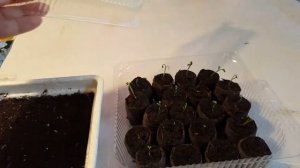 Меконопсис  ( Meconopsis )  , гималайский мак , голубой мак - проращивание семян .