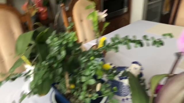 Будни орхомана. В гости к Любочке , ослепительная улыбка Майкла и другие новости ..❤️?