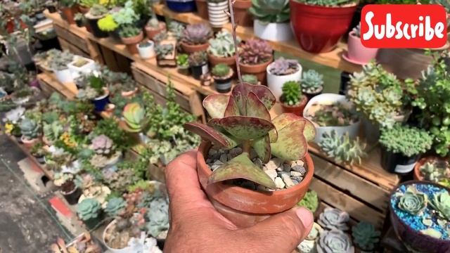 Cuidados De Los Adromischus