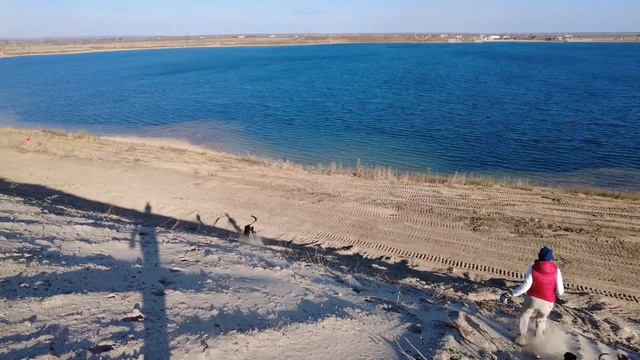 Салюки Divina Rosa смотреть онлайн