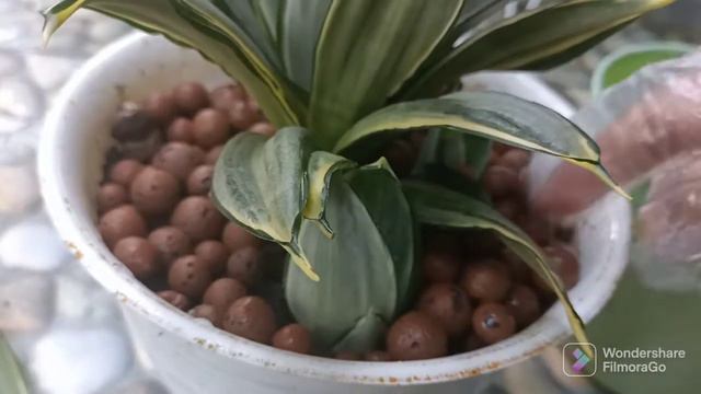 Pesona Sansevieria Silver Frost смотреть онлайн