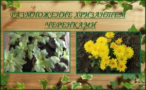 Хризантемы размножение черенками, укоренить черенки хризантем легко и просто