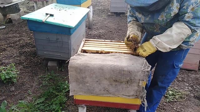 Меда нет,Матки нет,Акация не цветет,Пчеловодство 2020,Beekeeping,youtub смотреть онлайн