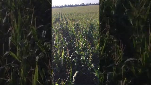 Самодельный опрыскиватель с высоким клиренсом смотреть онлайн