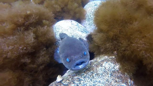 Необычная рыба смотреть онлайн