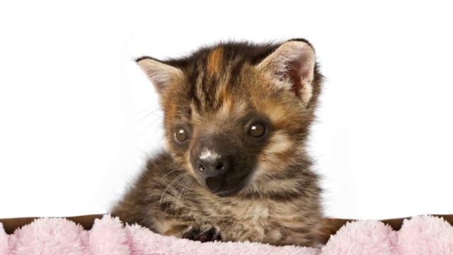 Jumble Zoo - The new app game смотреть онлайн