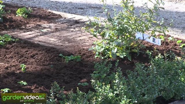Paradise Garden with a Beautiful Rhododendron Tree смотреть онлайн