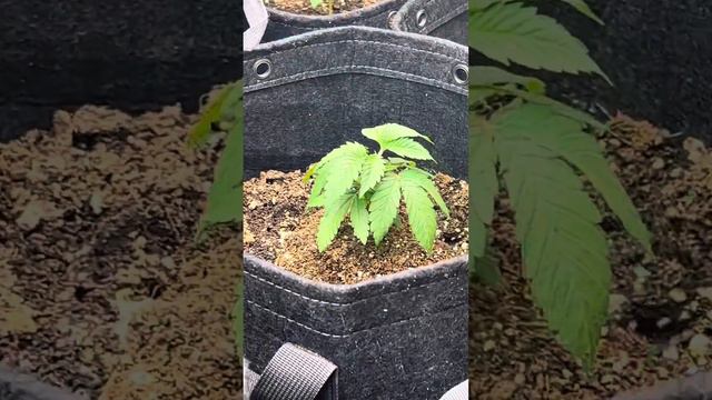 Lord of the Lemons ( Humboldt’s Orange Cream Pop , Donuts Triploid ) Day 15 veg смотреть онлайн