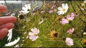 КОСМЕЯ. СОБИРАЕМ СЕМЕНА