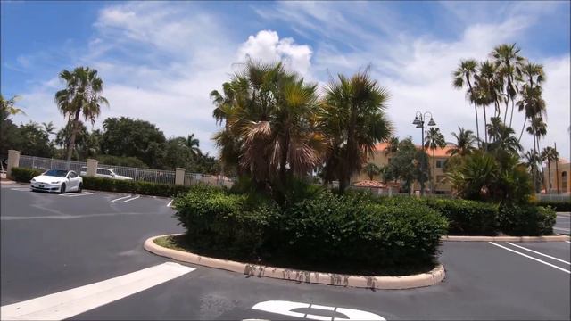 PAUROTIS PALM | Our Native Everglades Palm смотреть онлайн