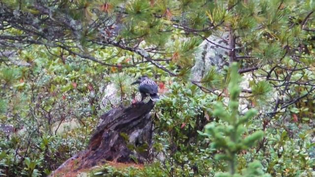 #1 ЕРГАКИ. Водопад и озеро Тушканчики, Висячий камень, Спящий Саян, озеро Лазурное. Большой поход смотреть онлайн