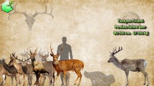 Deer Size Comparison [LİVİNG EXTİNCT]