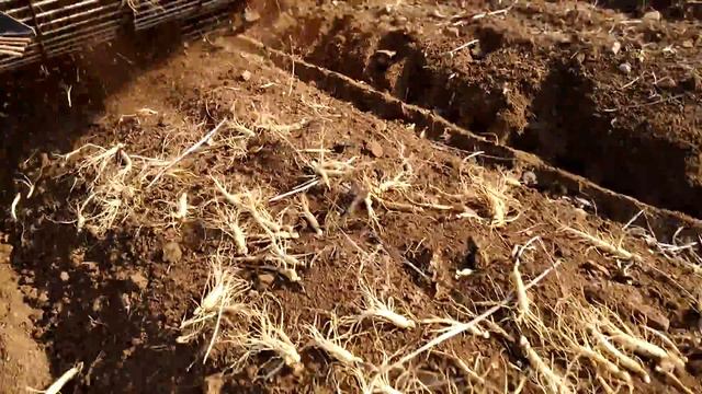 Уборка жень шеня южная корея смотреть онлайн