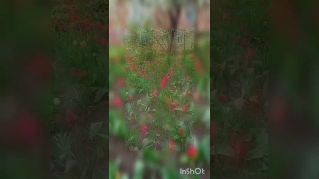 Цветы цветут и дарят людям счастье...