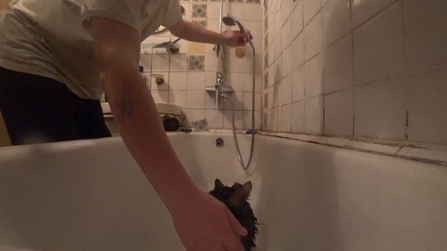 МЫТЬЕ КОТА ТОМАСА ) смотреть онлайн