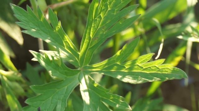 Bodziszek łąkowy - Geranium pratense смотреть онлайн
