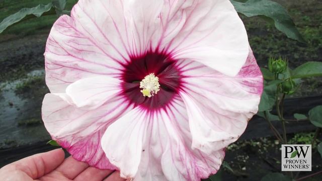 Proven Winners® Gardener Channel: Proven Winners® Must-Have Perennials смотреть онлайн