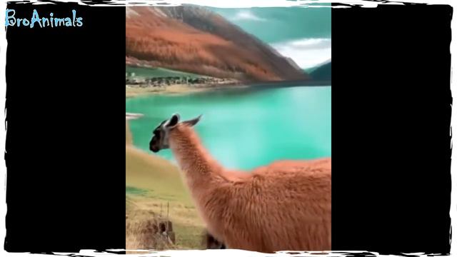 ПРИКОЛЫ С ЖИВОТНЫМИ подборка | FUN WITH ANIMALS compilation #533 смотреть онлайн