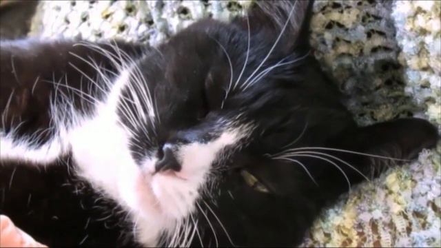 ТИМОШКА. TIMOSHA. смотреть онлайн