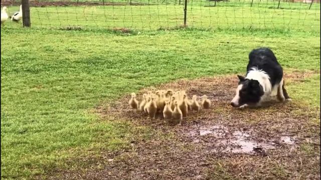 Border collie herding ducklings! смотреть онлайн