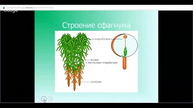 ЕГЭ по биологии 11 класс Занятие №18 Общая характеристика высших растений смотреть онлайн