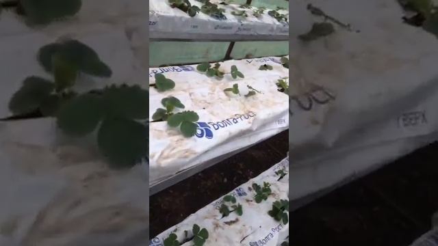 Отопление теплицы котлом на отработке смотреть онлайн